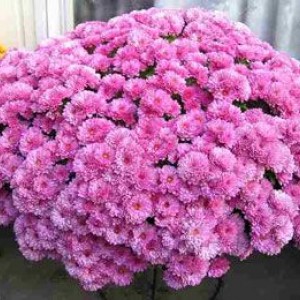 Саженец хризантемы мультифлора Белго Лилак  (Belgo Lilac) (Сиреневая )