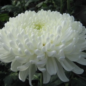 Саженец крупноцветковой хризантемы Хрустальная Ваза (Белая )