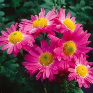 Саженец среднецветковой хризантемы Мальчиш Кибальчиш (Розовая )