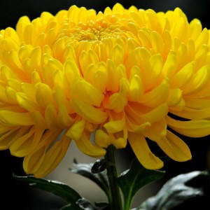 Саженец крупноцветковой хризантемы Мираж (Желтая )