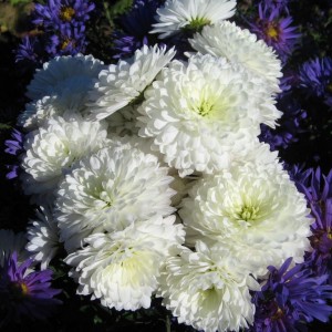 Саженец крупноцветковой хризантемы Школьница (Белая )