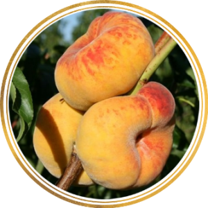 Саженец персика колоновидного Инжирный