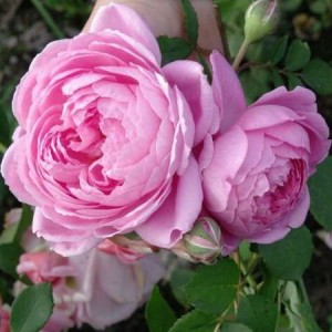 Саженец чайно-гибридной розы Аленушка