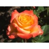Саженец чайно-гибридной розы Альмер Голд