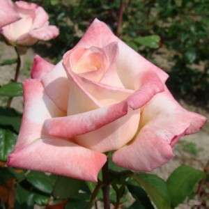 Саженец чайно-гибридной розы Анна