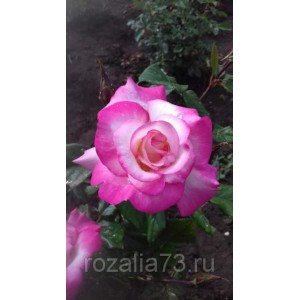 Саженец розы флорибунды Арифа