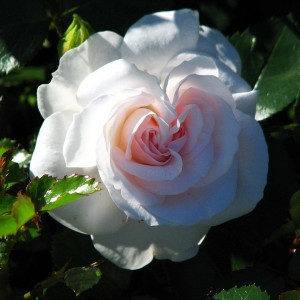 Саженец парковой розы Аспирин Розе (Aspirin Rose)
