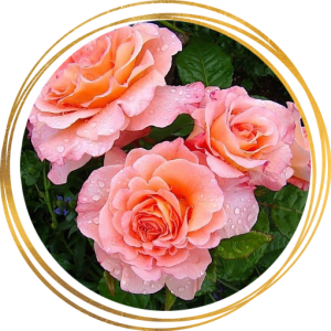 Саженец шраб розы Августа Луиза