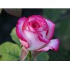 Саженец чайно-гибридной розы Белла Вита