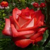 Саженец чайно-гибридной розы Блаш (Blush )