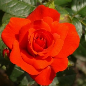 Саженец розы флорибунды Чин-Чин (Chin Chin)