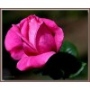 Саженец чайно-гибридной розы Джакоранда
