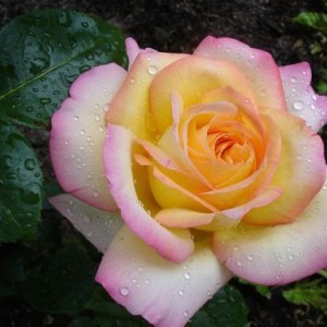 Саженец чайно-гибридной розы Глория Дей