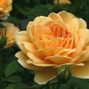 Саженец английской розы Голден Селебрейшн (Golden Celebration)