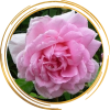 Саженец канадской розы Ламберт Клосс