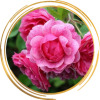 Саженец канадской розы Моден Руби
