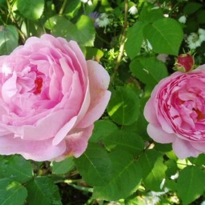 Саженец английской розы Констанс спрай (Constance Spry)