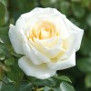Саженец розы флорибунды Крем де ля крем