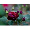 Саженец розы флорибунды Лаваглут / Лаваглют (Lavaglut)