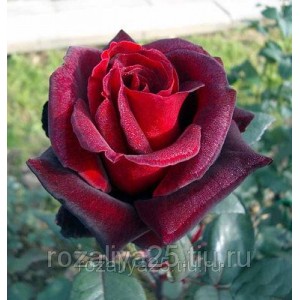 Саженец чайно-гибридной розы Лавралет