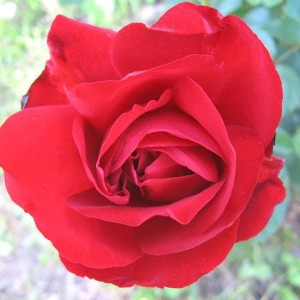 Саженец розы флорибунды Лили Марлен (Lili Marleen)