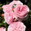 Саженец розы флорибунды Мария Терезия