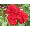 Саженец розы флорибунды Никколо Паганини