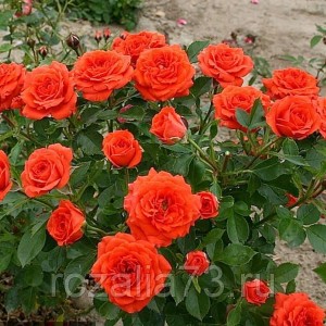 Саженец чайно-гибридной розы Оранж Бейби