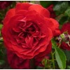 Саженец плетистой розы Бельканто