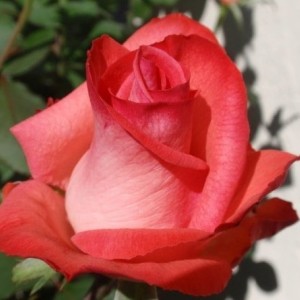 Саженец чайно-гибридной розы Рафаэлла (Raphaela)