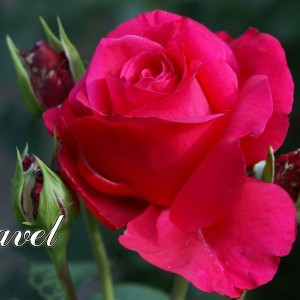 Саженец чайно-гибридной розы Равель