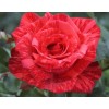 Саженец чайно-гибридной розы Ред Интуишн