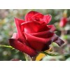 Саженец чайно-гибридной розы Ред Париж