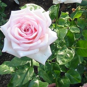 Саженец чайно-гибридной розы Роял Хагнесс (Royal Highness)