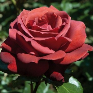 Саженец чайно-гибридной розы Шоколатина (Сhocolatin)