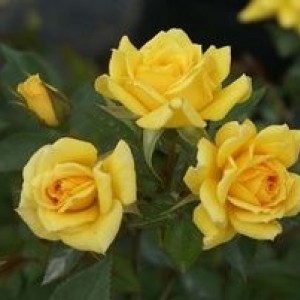 Саженец спрей розы Йеллоу Эвелин (Yellow Eveline)