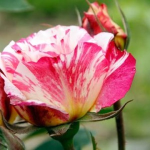 Саженец миниатюрной розы Зебулон (Zebulon)