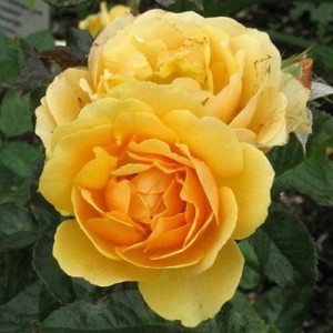 Саженец штамбовой розы Эмбер Куин (Amber Queen)