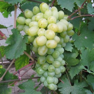 Саженец винограда Богатяновский (Средний/Белый)