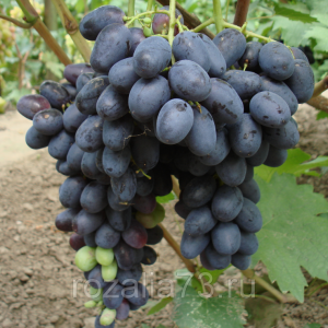 Саженец винограда Черная Вишня (Ранний/Черный)