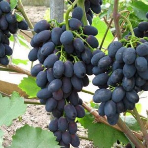 Саженец винограда Фурор (Ранний/Черный)