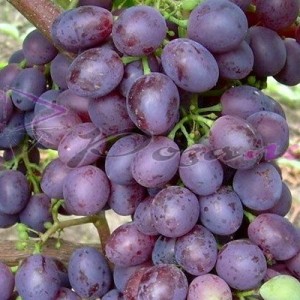 Саженец винограда Краса Никополя (Ранний/Фиолетовый)