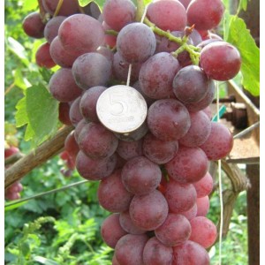 Саженец винограда Юбилей Журавля (Ранний/Розовый)