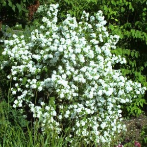 Саженец чубушника (жасмина садового) Букет Бланк (Bouquet Blanc)
