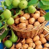 Грецкий орех Урожайный: фото и описание