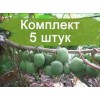 Саженцы актинидии женский Жемчужина Сада -  5 шт.