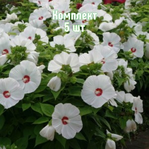 Комплект 5шт / Гибискус древовидный белый
