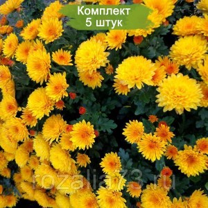Саженцы хризантемы мультифлора Адонис (Adonis) (Желтая ) -  5 шт.