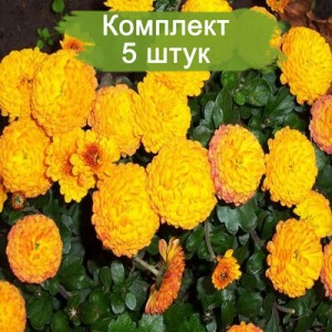 Саженцы хризантемы мультифлора Балиос (Balios) (Желтая ) -  5 шт.