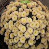 Саженцы хризантемы мультифлора Домино Голд (Бледно-желтая ) -  5 шт.